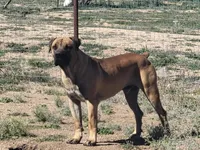 Black collar ( Sire and Dam appraised by NABBR), a female Boerboel for sale in Prescott, AZ – Photo 8 of 9
