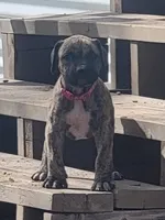 Pink Collar (Sire and Dam appraised by NABBR), a female Boerboel for sale in Prescott, AZ – Photo 3 of 10