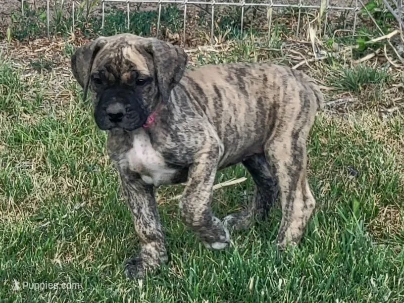 Pink Collar (Sire and Dam appraised by NABBR) – Boerboel puppy for sale in Prescott, AZ