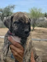Pink Collar (Sire and Dam appraised by NABBR), a female Boerboel for sale in Prescott, AZ – Photo 6 of 10