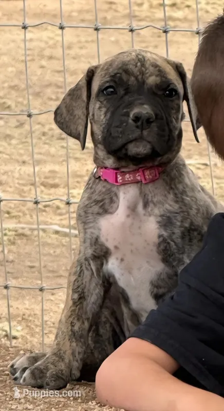 Pink Collar (Sire and Dam appraised by NABBR) – Boerboel puppy for sale in Prescott, AZ