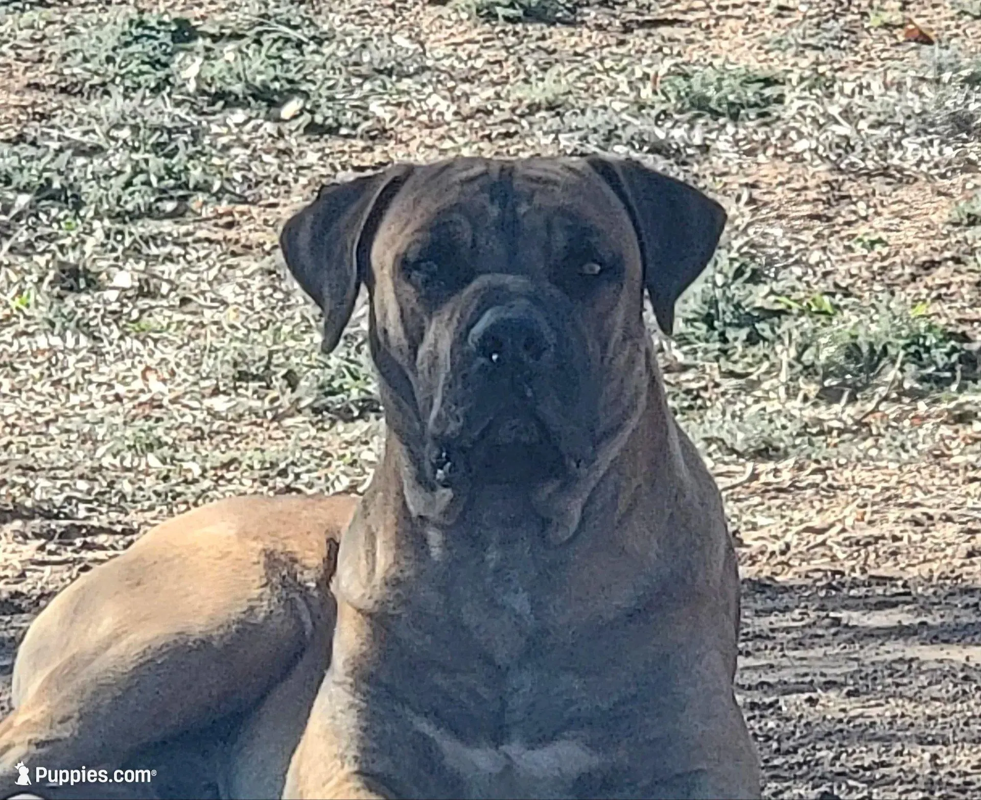 Pink Collar (Sire and Dam appraised by NABBR), a female Boerboel for sale in Prescott, AZ – Photo 7 of 10