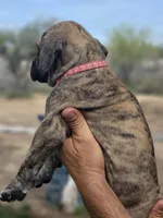 Pink Collar (Sire and Dam appraised by NABBR), a female Boerboel for sale in Prescott, AZ – Photo 5 of 10