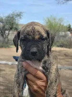 Pink Collar (Sire and Dam appraised by NABBR), a female Boerboel for sale in Prescott, AZ – Photo 4 of 10