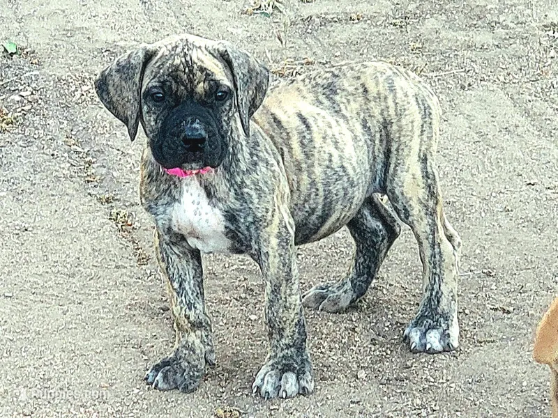 Pink Collar (Sire and Dam appraised by NABBR) – Boerboel puppy for sale in Prescott, AZ