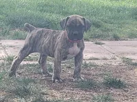 Pink Collar (Sire and Dam appraised by NABBR), a female Boerboel for sale in Prescott, AZ – Photo 2 of 10