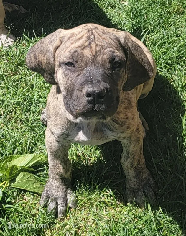 Pink Collar (Sire and Dam appraised by NABBR) – Boerboel puppy for sale in Prescott, AZ