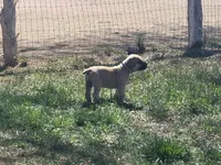 Navy blue collar ( Sire and Dam appraised by NABBR), a female Boerboel for sale in Prescott, AZ – Photo 10 of 10