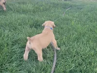 Navy blue collar ( Sire and Dam appraised by NABBR), a female Boerboel for sale in Prescott, AZ – Photo 5 of 10