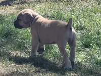 Navy blue collar ( Sire and Dam appraised by NABBR), a female Boerboel for sale in Prescott, AZ – Photo 4 of 10