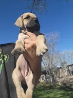 Navy blue collar ( Sire and Dam appraised by NABBR), a female Boerboel for sale in Prescott, AZ – Photo 8 of 10