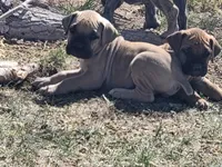 Navy blue collar ( Sire and Dam appraised by NABBR), a female Boerboel for sale in Prescott, AZ – Photo 9 of 10