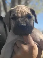 Navy blue collar ( Sire and Dam appraised by NABBR), a female Boerboel for sale in Prescott, AZ – Photo 3 of 10