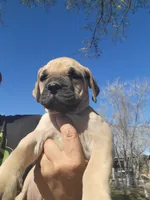 Navy blue collar ( Sire and Dam appraised by NABBR), a female Boerboel for sale in Prescott, AZ – Photo 6 of 10