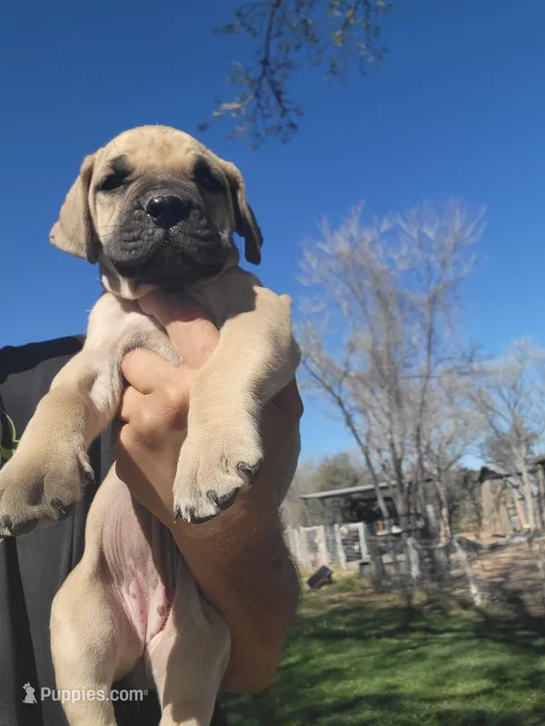 Navy blue collar ( Sire and Dam appraised by NABBR) – Boerboel puppy for sale in Prescott, AZ