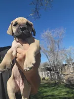 Navy blue collar ( Sire and Dam appraised by NABBR), a female Boerboel for sale in Prescott, AZ – Photo 1 of 10