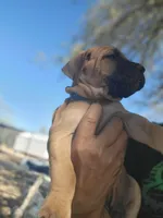 Navy blue collar ( Sire and Dam appraised by NABBR), a female Boerboel for sale in Prescott, AZ – Photo 7 of 10