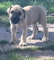 Navy blue collar ( Sire and Dam appraised by NABBR), a female Boerboel for sale in Prescott, AZ – Photo 2 of 10