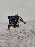 Max, a male Miniature Pinscher for sale in Nocona, TX – 2 of 3