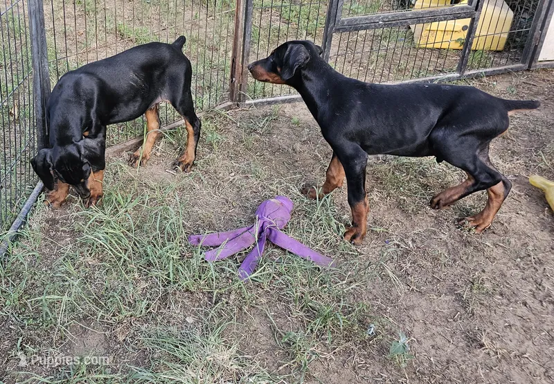 Rowdy  – Doberman Pinscher puppy for sale in Nocona, TX