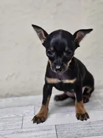 Tiny, a female Miniature Pinscher for sale in Nocona, TX – 2 of 2