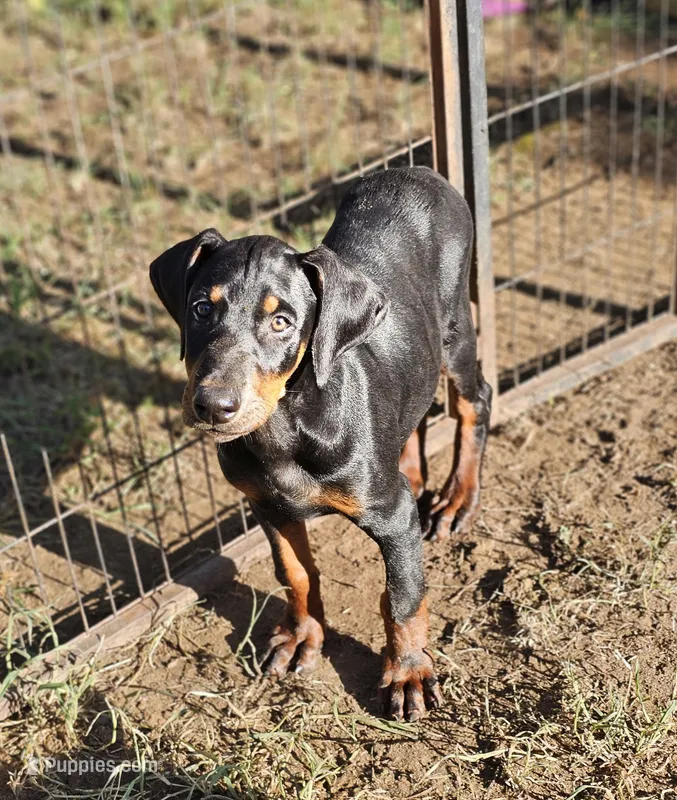 Jake – Doberman Pinscher puppy for sale in Nocona, TX