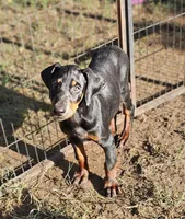 Jake, a male Doberman Pinscher for sale in Nocona, TX – 1 of 2