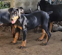 Sassy, a female Doberman Pinscher for sale in Nocona, TX – 2 of 2