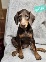 Abby, a female Doberman Pinscher for sale in Nocona, TX – 2 of 2