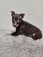 Sasha , a female Miniature Pinscher for sale in Nocona, TX – 2 of 3
