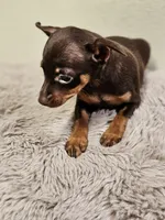 Velvet, a female Miniature Pinscher for sale in Nocona, TX – 3 of 3