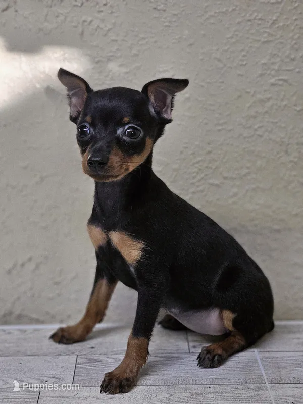 Trixie  – Miniature Pinscher puppy for sale in Nocona, TX