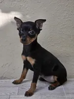 Trixie , a female Miniature Pinscher for sale in Nocona, TX – 1 of 2