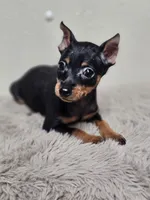 Max, a male Miniature Pinscher for sale in Nocona, TX – 3 of 3