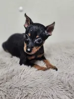 Max, a male Miniature Pinscher for sale in Nocona, TX – 1 of 3