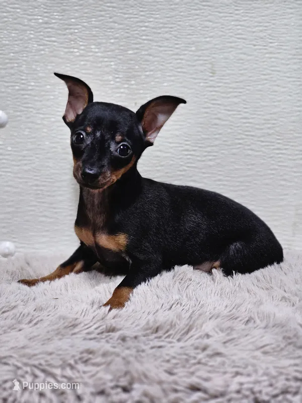 Kitty – Miniature Pinscher puppy for sale in Nocona, TX