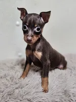 Sasha , a female Miniature Pinscher for sale in Nocona, TX – 3 of 3