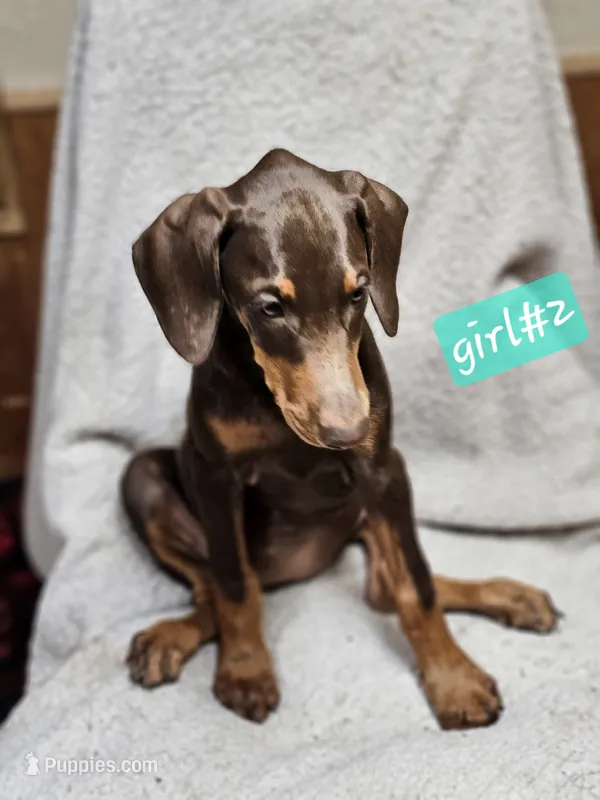 Abby – Doberman Pinscher puppy for sale in Nocona, TX
