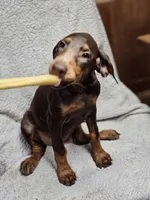 Gypsy, a female Doberman Pinscher for sale in Nocona, TX – 3 of 3