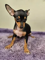 Chip, a male Chihuahua for sale in Nocona, TX – Photo 2 of 4