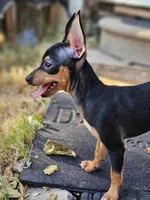 Chip, a male Chihuahua for sale in Nocona, TX – Photo 1 of 4