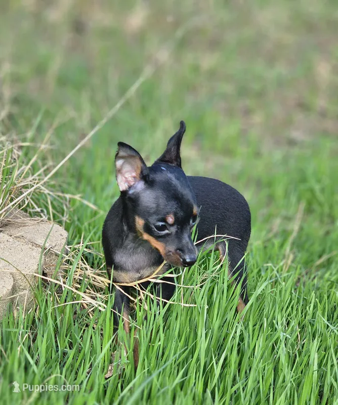 Tiny – Miniature Pinscher puppy for sale in Nocona, TX