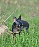 Tiny, a female Miniature Pinscher for sale in Nocona, TX – 1 of 2