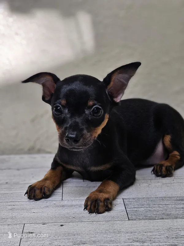Kitty – Miniature Pinscher puppy for sale in Nocona, TX