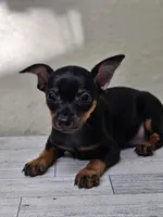Kitty, a female Miniature Pinscher for sale in Nocona, TX – 1 of 2