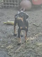 Rowdy , a male Doberman Pinscher for sale in Nocona, TX – 2 of 2
