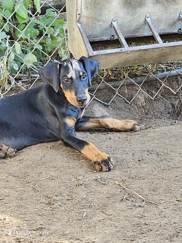 Sassy – Doberman Pinscher puppy for sale in Nocona, TX