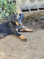 Sassy, a female Doberman Pinscher for sale in Nocona, TX – 1 of 2