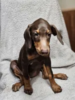 Gypsy, a female Doberman Pinscher for sale in Nocona, TX – 2 of 3