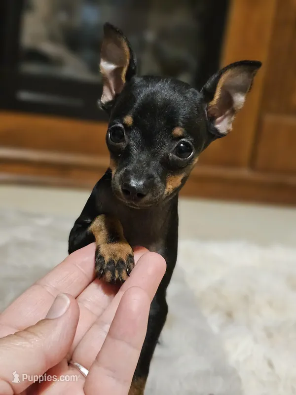 Ebony, a female Miniature Pinscher for sale in Nocona, TX – Photo 1 of 3